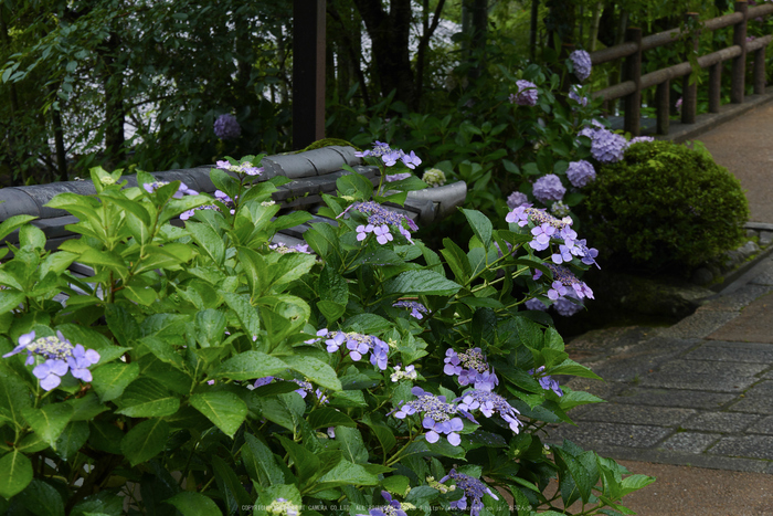 奈良,長谷寺,紫陽花(P1010338,46 mm,F5.6)2015yaotomi_.jpg