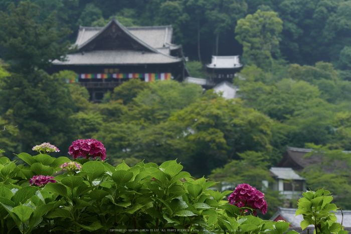 奈良,長谷寺,紫陽花(P1010349,46 mm,F5.6)2015yaotomi_.jpg