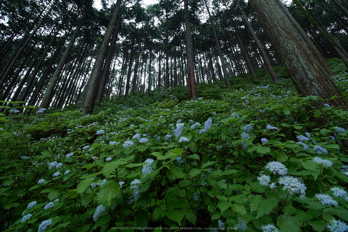 宇陀,小紫陽花(E-M5MarkII,_6100285,7 mm,F6.3)2015yaotomi_.jpg