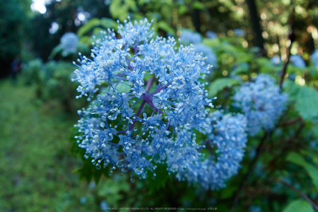 宇陀,小紫陽花(E-M5MarkII,_6100466,8 mm,F5)2015yaotomi_.jpg