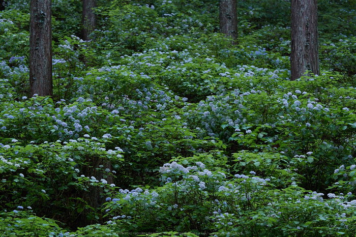 宇陀,小紫陽花(_6100262,79 mm,F5)2015yaotomi_.jpg