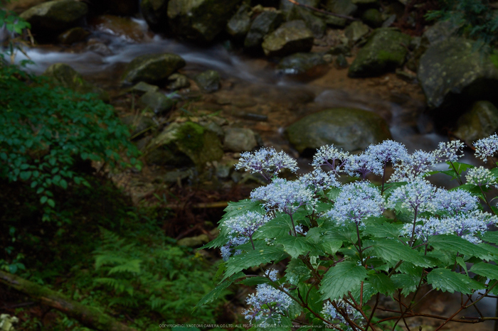 宇陀,小紫陽花(_6100265,79 mm,F20)2015yaotomi_.jpg