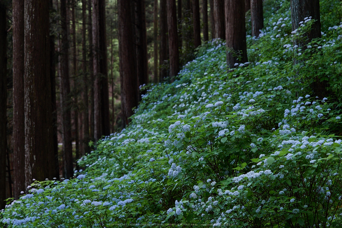 宇陀,小紫陽花(_6100277,62 mm,F5.6)2015yaotomi_ 1.jpg