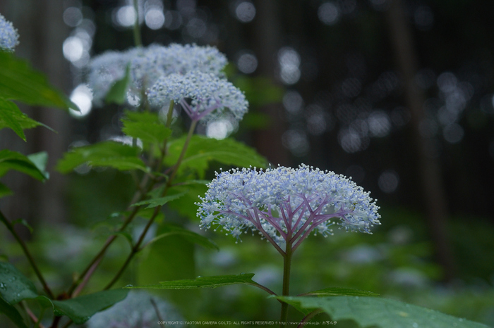 宇陀,小紫陽花(_6100314,36 mm,F5)2015yaotomi_.jpg