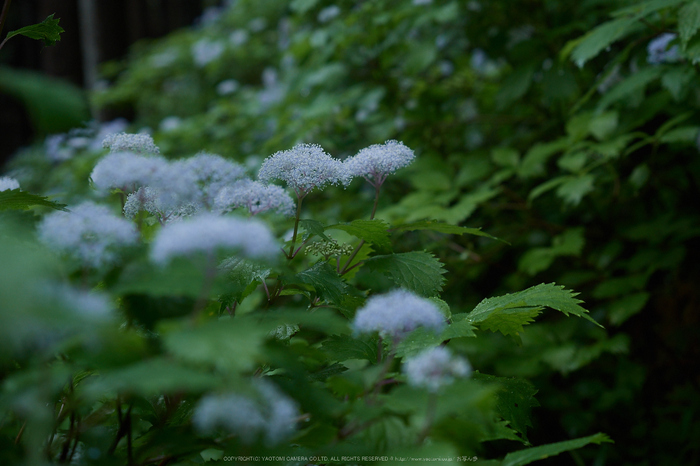 宇陀,小紫陽花(_6100316,36 mm,F3.5)2015yaotomi_.jpg