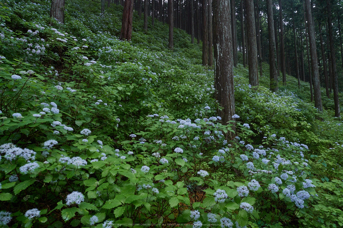 宇陀,小紫陽花(_6100320,12 mm,F5.6)2015yaotomi_.jpg