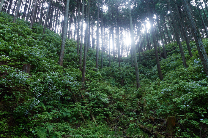 宇陀,小紫陽花(_6100328,12 mm,F5.6)2015yaotomi_a.jpg