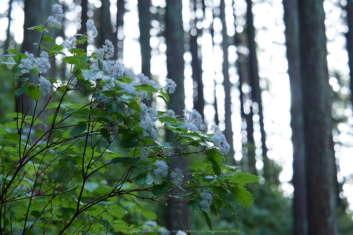 宇陀,小紫陽花(_6100337,62 mm,F3.5)2015yaotomi_.jpg