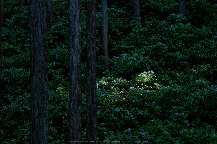 宇陀,小紫陽花(_6100368,62 mm,F4)2015yaotomi_.jpg