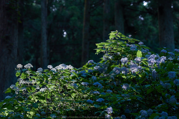 宇陀,小紫陽花(_6100400,95 mm,F5.6)2015yaotomi_.jpg