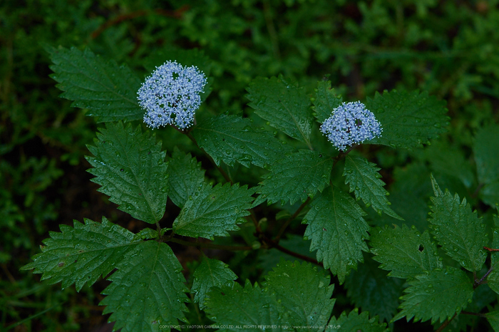 宇陀,小紫陽花(_6100408,73 mm,F3.2)2015yaotomi_.jpg