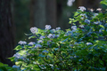 宇陀,小紫陽花(_6100412,150 mm,F3.5,full)2015yaotomi_.jpg