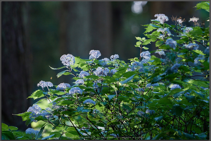 宇陀,小紫陽花(_6100412,150-mm,F3.5)2015yaotomi_T.jpg