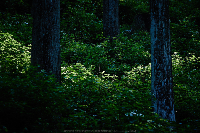 宇陀,小紫陽花(_6100418,130 mm,F4.5)2015yaotomi_.jpg