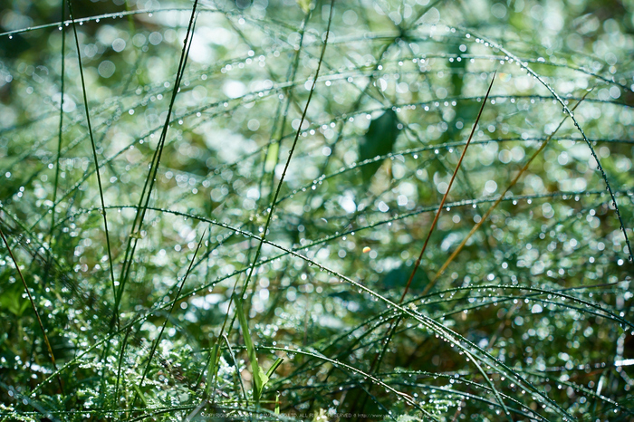 宇陀,小紫陽花(_6100421,142 mm,F3.2)2015yaotomi_.jpg