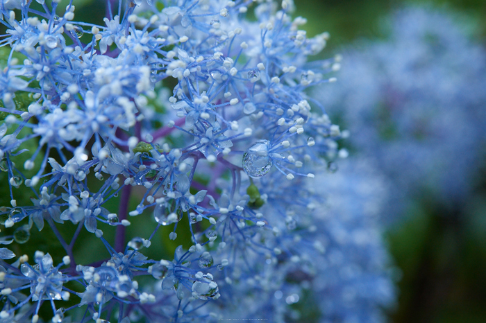 宇陀,小紫陽花(_6100462,29 mm,F5.6)2015yaotomi_.jpg