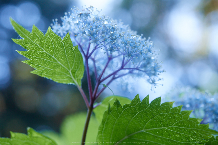 宇陀,小紫陽花(_6100486,40 mm,F3.5)2015yaotomi_.jpg