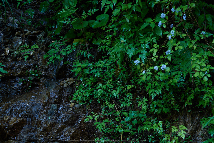 宇陀,小紫陽花(_6100528,40 mm,F4)2015yaotomi_.jpg