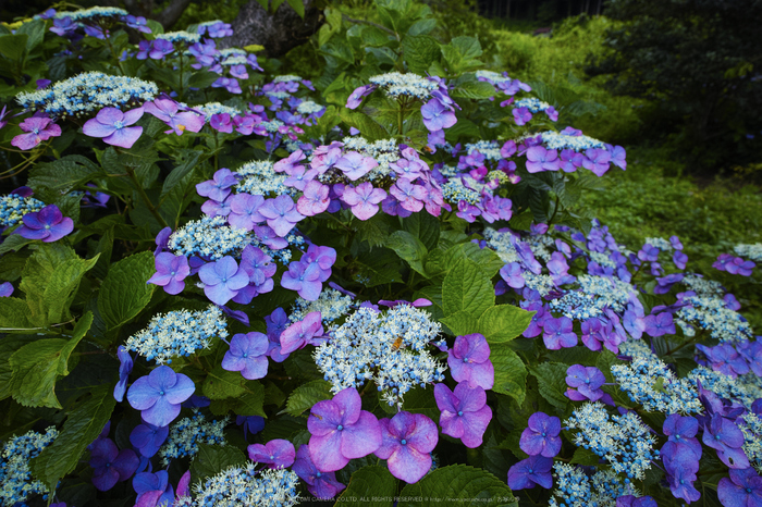 御所,橋本院,紫陽花(DP0Q0341,F5.6)2015yaotomi_.jpg