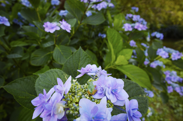 御所,橋本院,紫陽花(DP0Q0378,F5)2015yaotomi_.jpg