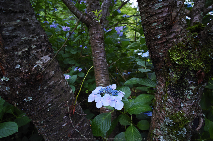 御所,橋本院,紫陽花(DP0Q0387,F4)2015yaotomi_.jpg