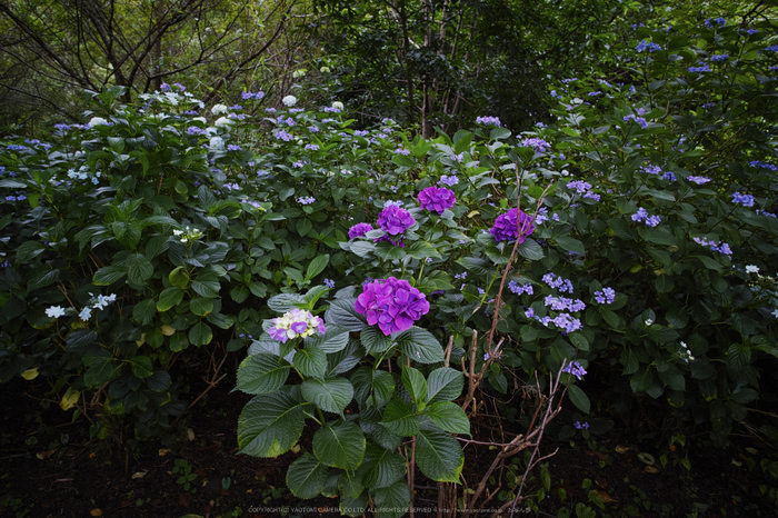 御所,橋本院,紫陽花(DP0Q0390,F4)2015yaotomi_.jpg