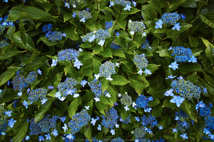 御所,橋本院,紫陽花(DP0Q0408,F4)2015yaotomi_.jpg