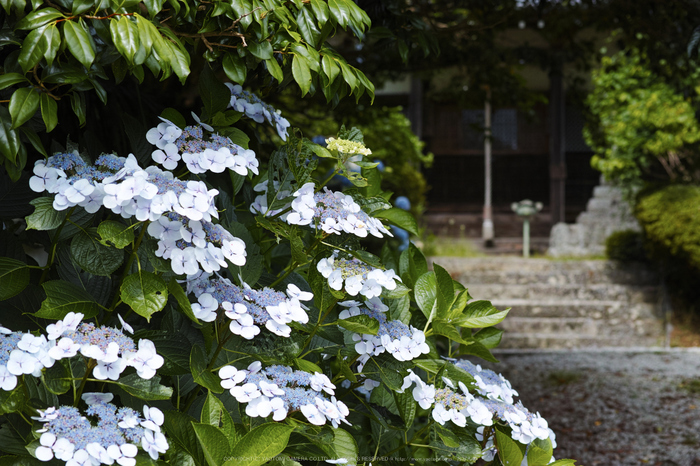 御所,橋本院,紫陽花(DP3Q1053,F4.5)2015yaotomi_.jpg