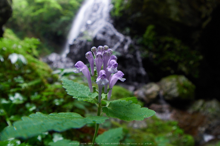 御船の滝,小紫陽花(PEM10219,8 mm,F4.5)2015yaotomi_.jpg