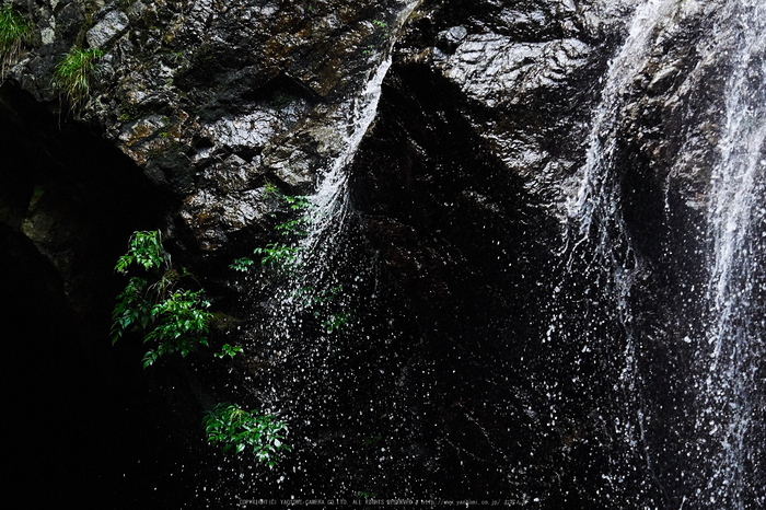 御船の滝,小紫陽花(PEM10267,100 mm,F3.2)2015yaotomi_.jpg