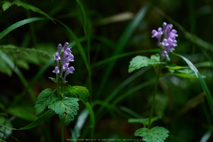 御船の滝,小紫陽花(PEM10277,150 mm,F2.8)2015yaotomi_.jpg