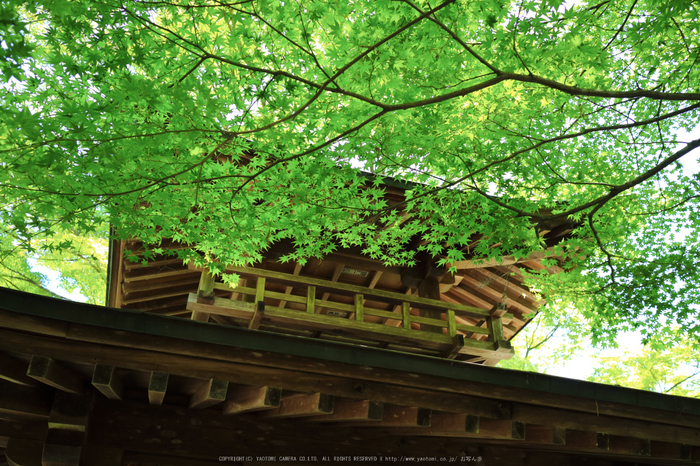 愛宕念仏寺,新緑(IMG_0399,22 mm,F4)2015yaotomi_.jpg