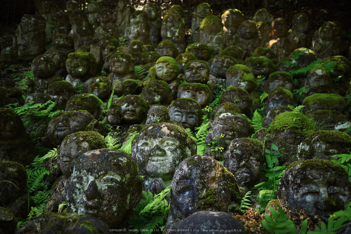 愛宕念仏寺,新緑(IMG_0408,22 mm,F2)2015yaotomi_.jpg