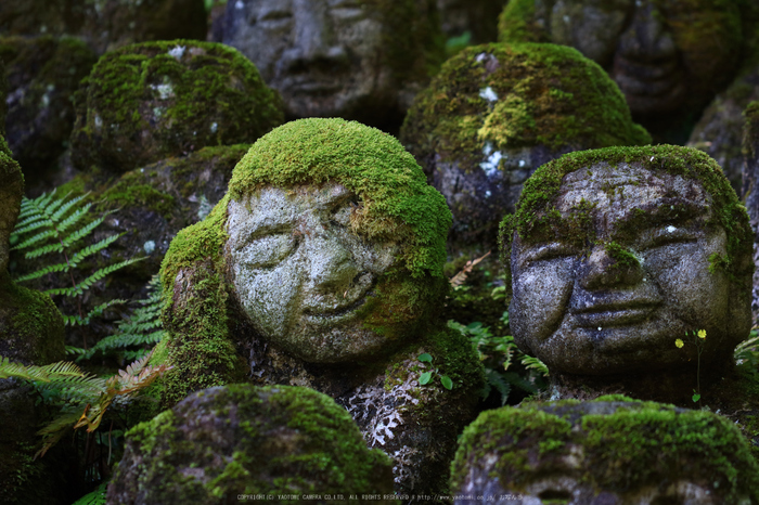 愛宕念仏寺,新緑(IMG_0409,100 mm,F2.8)2015yaotomi_.jpg