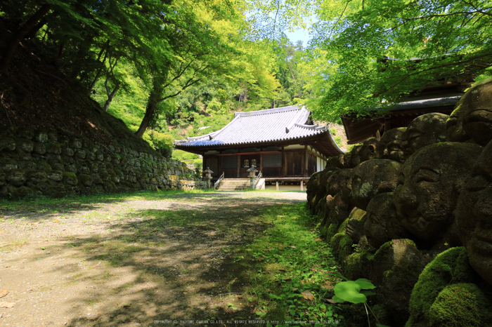 愛宕念仏寺,新緑(IMG_0435,11 mm,F10)2015yaotomi_.jpg