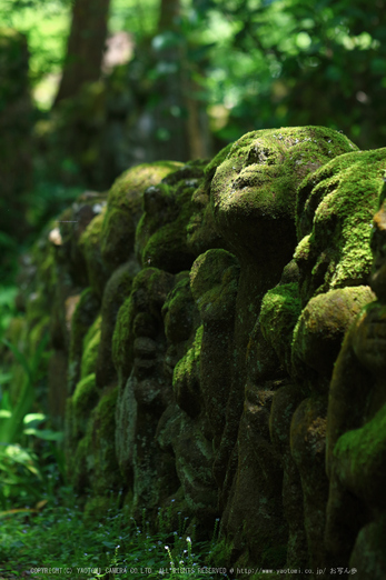 愛宕念仏寺,新緑(IMG_0455,100 mm,F3.2)2015yaotomi_.jpg