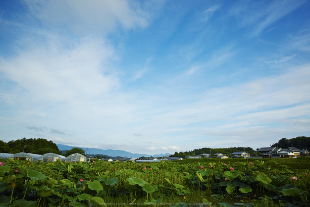 明日香,小学校北側の蓮(DP0Q0307,F5.6)2015yaotomi_.jpg