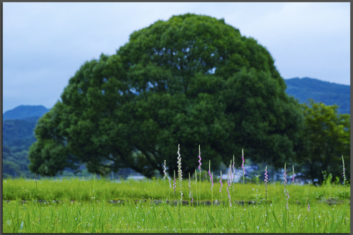 明日香,川原寺(DP3Q1001,F6.3)2015yaotomi_T.jpg