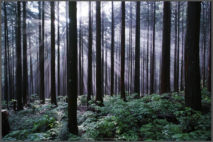 東吉野,足ノ郷越(DP0Q0184,F5.6)2015yaotomi_T.jpg