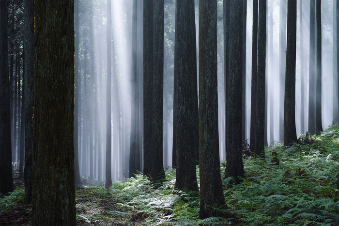 東吉野,足ノ郷越(DP3Q0875,F4.5)2015yaotomi_.jpg