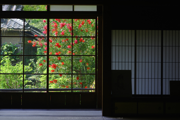當麻寺,西南院,サツキ(K32_0562,77 mm,F6.3)2015yaotomi_.jpg