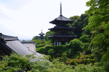 當麻寺,西南院,サツキ(K32_0572,21 mm,F7.1)2015yaotomi_.jpg