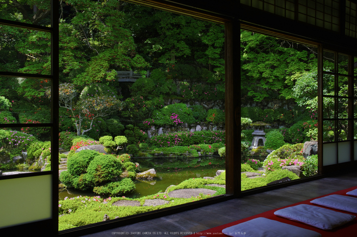 當麻寺,西南院,サツキ(K32_0601,21 mm,F7.1)2015yaotomi_.jpg