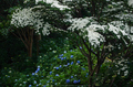 矢田寺,紫陽花(PEM10008,F8,50 mm)2015yaotomi_.jpg