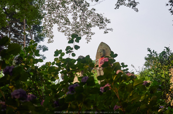 矢田寺,紫陽花(PEM10321,40 mm,F3.2)2015yaotomi_.jpg