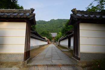 矢田寺,紫陽花(PEM10323,12 mm,F2.8)2015yaotomi_.jpg