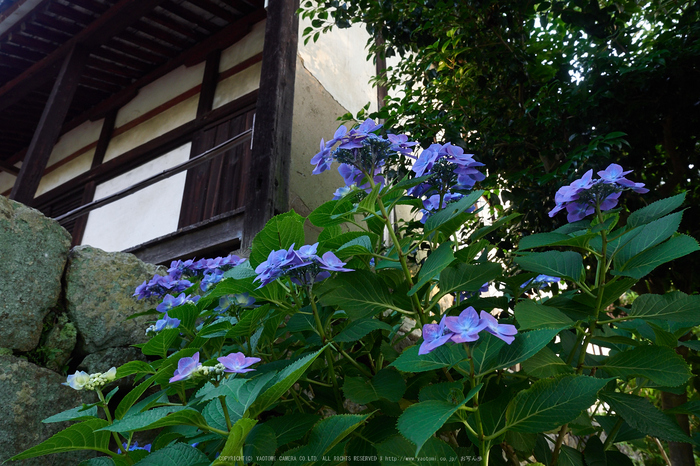 矢田寺,紫陽花(PEM10332,13 mm,F6.3)2015yaotomi_.jpg