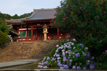 矢田寺,紫陽花(PEM10334,20 mm,F6.3)2015yaotomi_.jpg