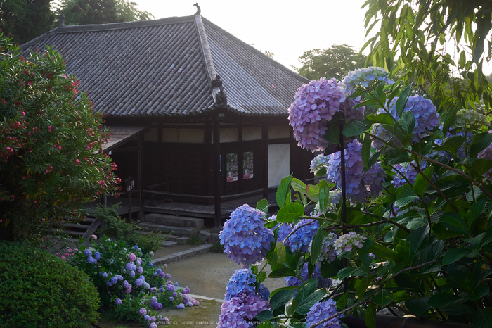 矢田寺,紫陽花(PEM10339,25 mm,F8)2015yaotomi_.jpg