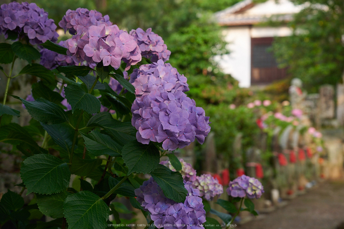 矢田寺,紫陽花(PEM10346,40 mm,F4.5)2015yaotomi_.jpg